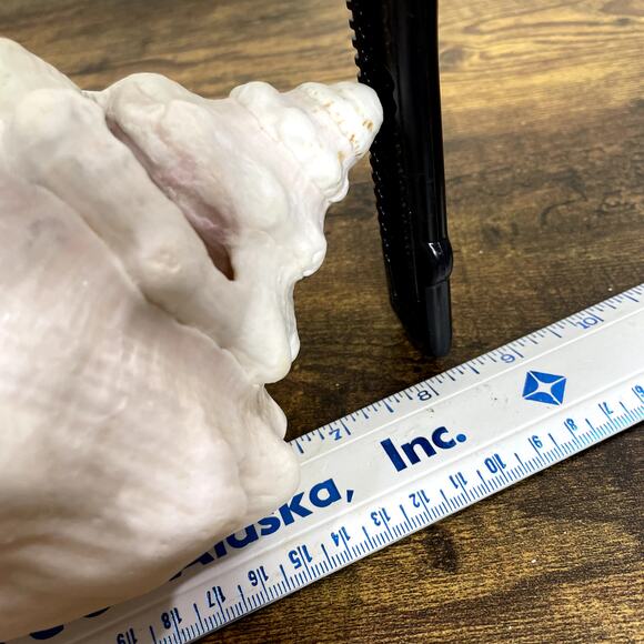 Horned Conch Shell Natural Beach House Decor Cream 8.5" x 5" Seashell Ocean - Picture 14 of 16